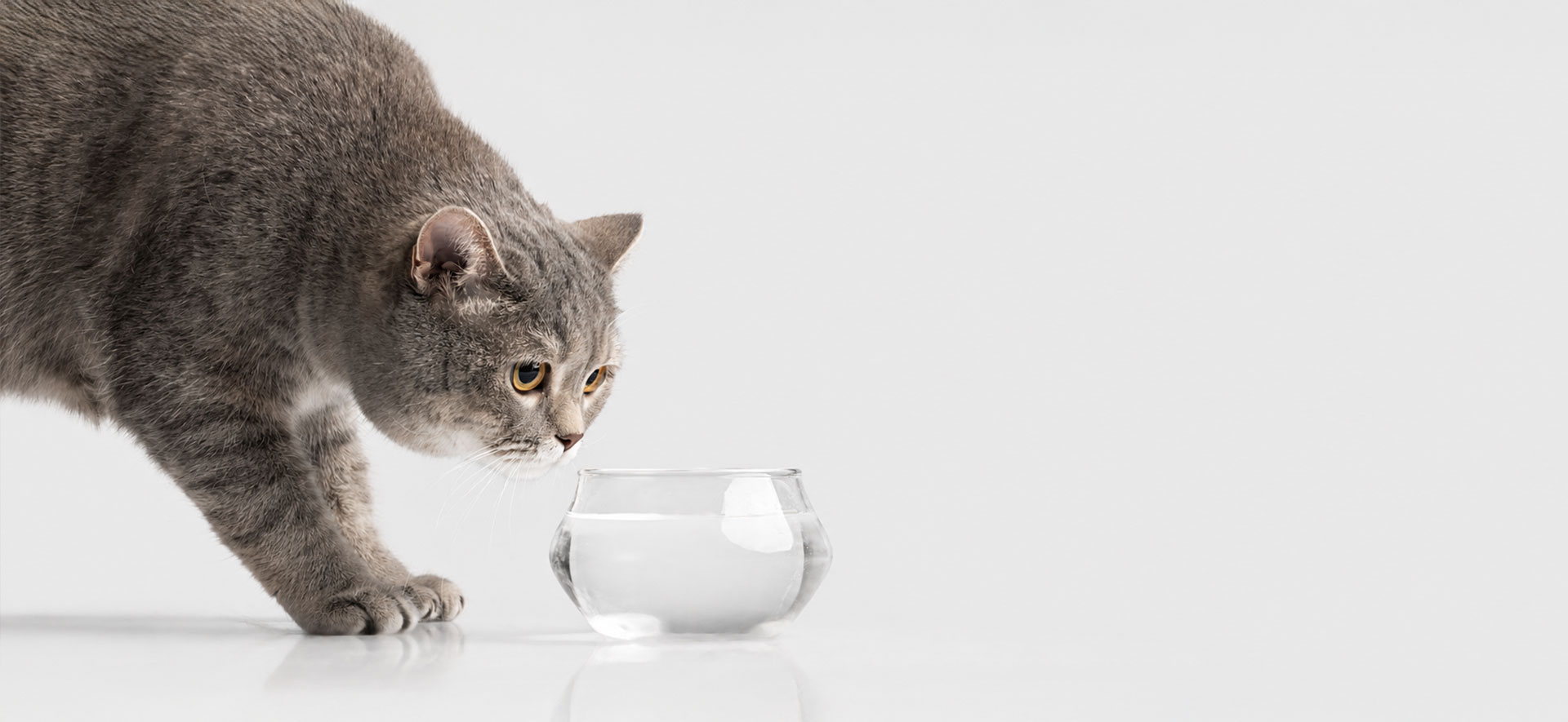 salud urinaria gatos hidratación